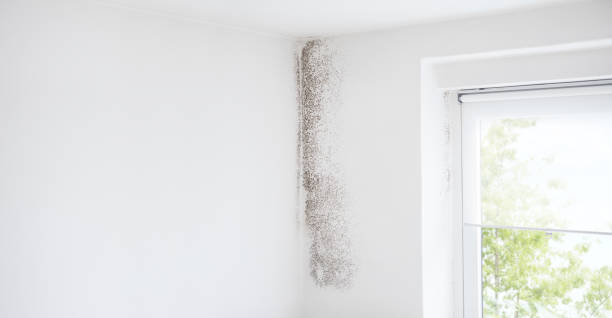 Best Mold Damage Restoration  in Captain Cook, HI