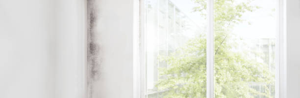 Best Commercial Mold Inspection  in Captain Cook, HI
