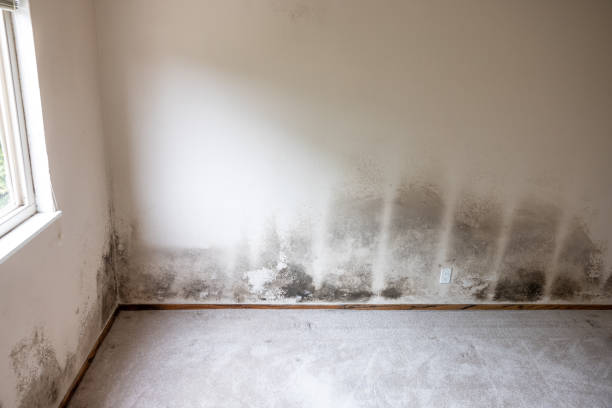 Mold Removal for HVAC Installations in Captain Cook, HI